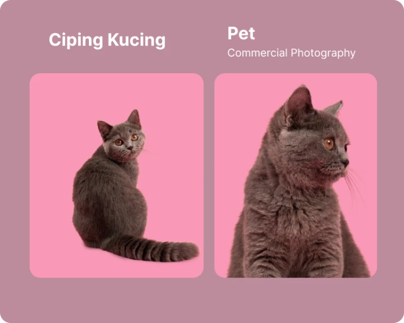 Portofolio - Ciping Kucing
