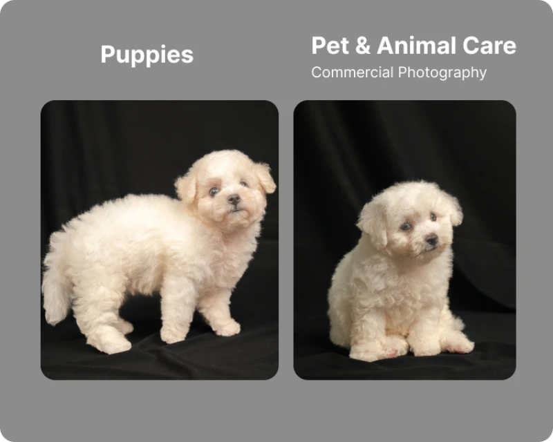 Portofolio - Puppies