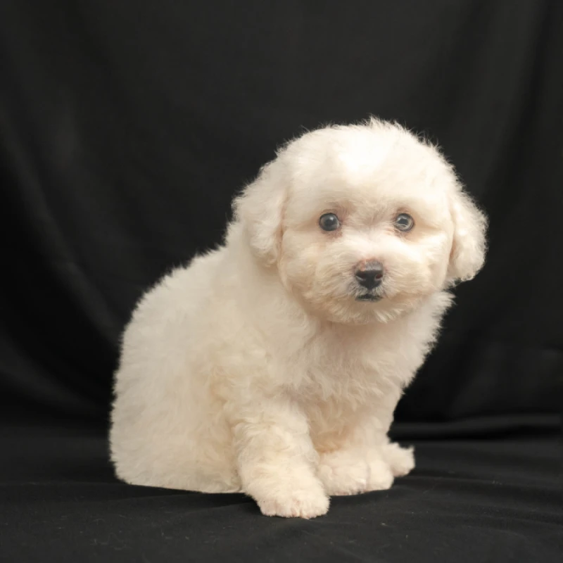 Portofolio - Puppies