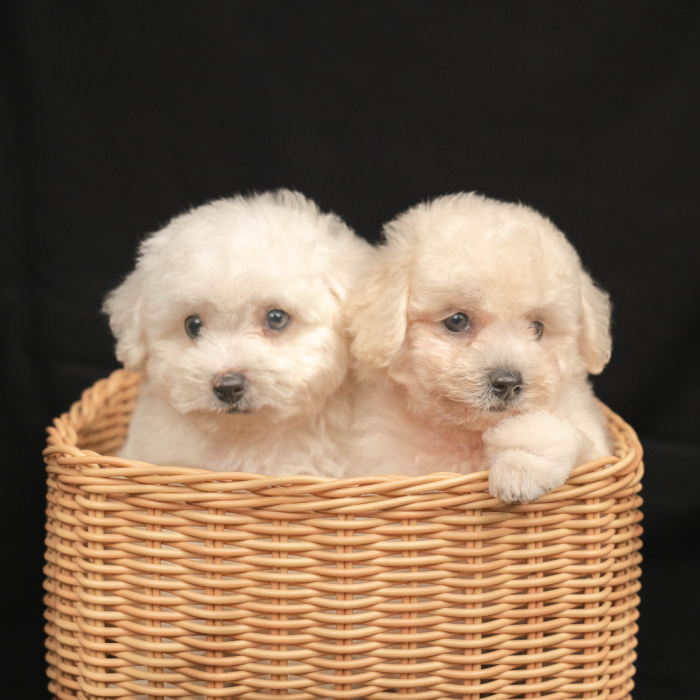 Portofolio - Puppies