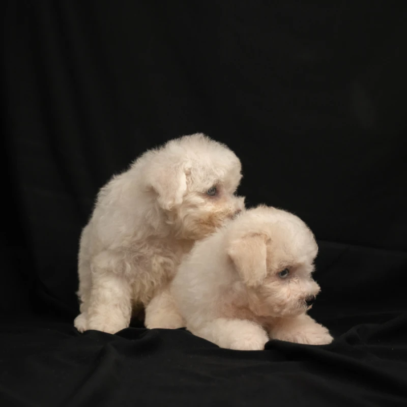 Portofolio - Puppies